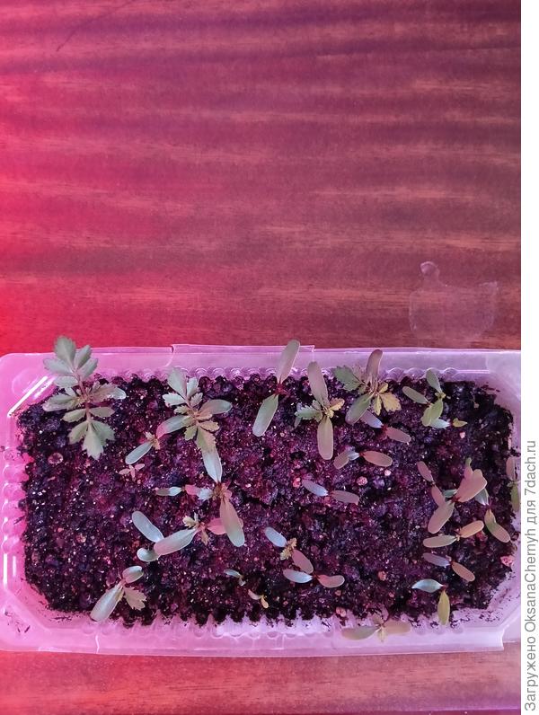 Бархатцы Кармен всходят потихоньку.