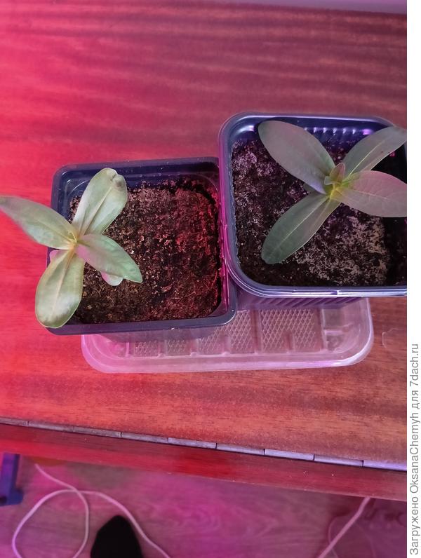 Белая и вишнёвая 😞