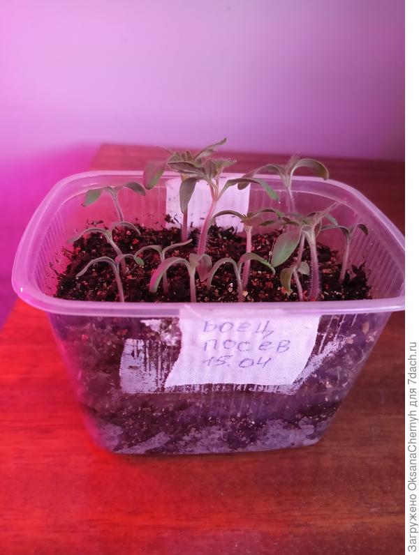 И ещё вот, посев 15 апреля.