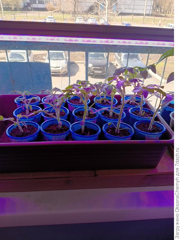 Вот такие они сейчас 26 апреля.