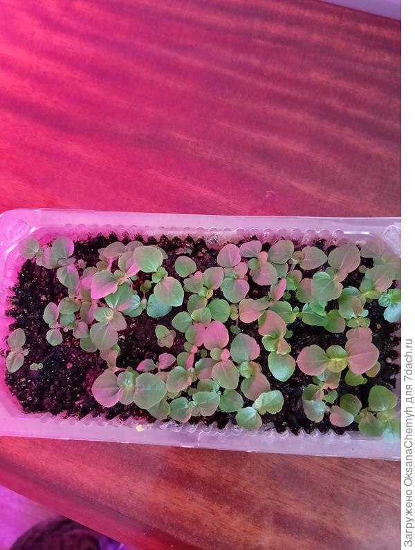 Агератум молодец! Это я его ещё прореживала. Думаю, надо его хотя бы кучками рассадить. Тара мелкая, до дачи в ней не доживёт.