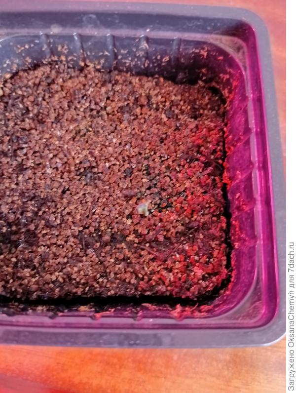 Рудбекия😩. И тот не развивается, семенную шапочку сбросить не может.