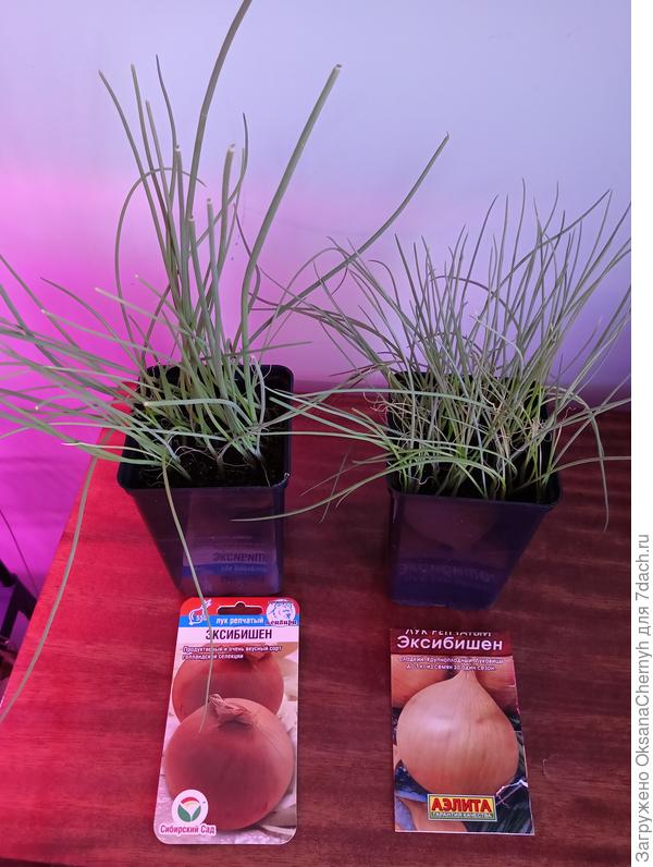 Сейчас он вот в таком состоянии. Для меня результат отличный, учитывая то, что у меня ничего не получалось 2 раза! Взошёл 22 марта.