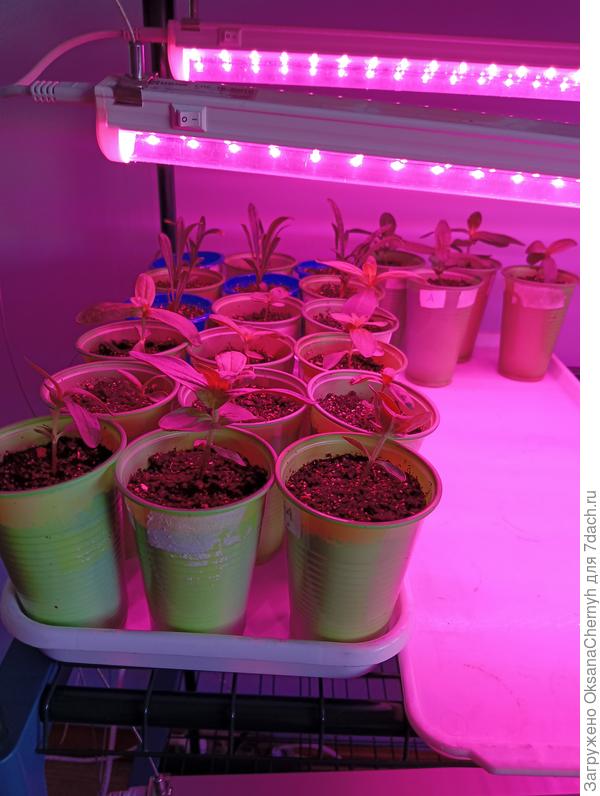 Цинния алая и желтая Цинния алая и желтая. Хорошо взошли. Уже рассадила.