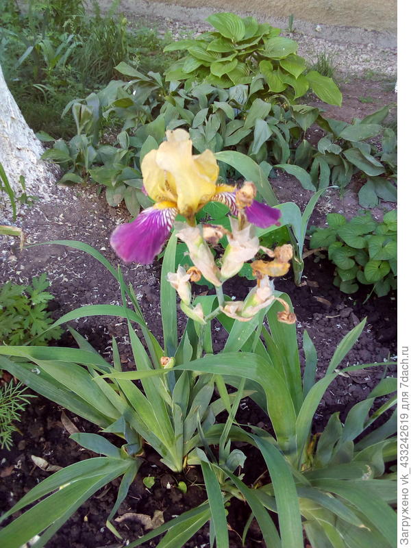 а выросло это