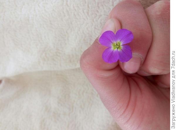 что это за цветочек ?