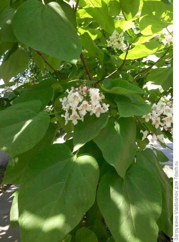 подскажите, пожалуйста, что за растение?