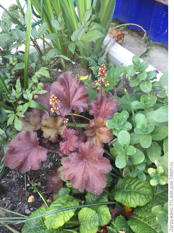 гейхера блонди