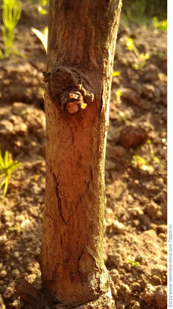 Ствол груши