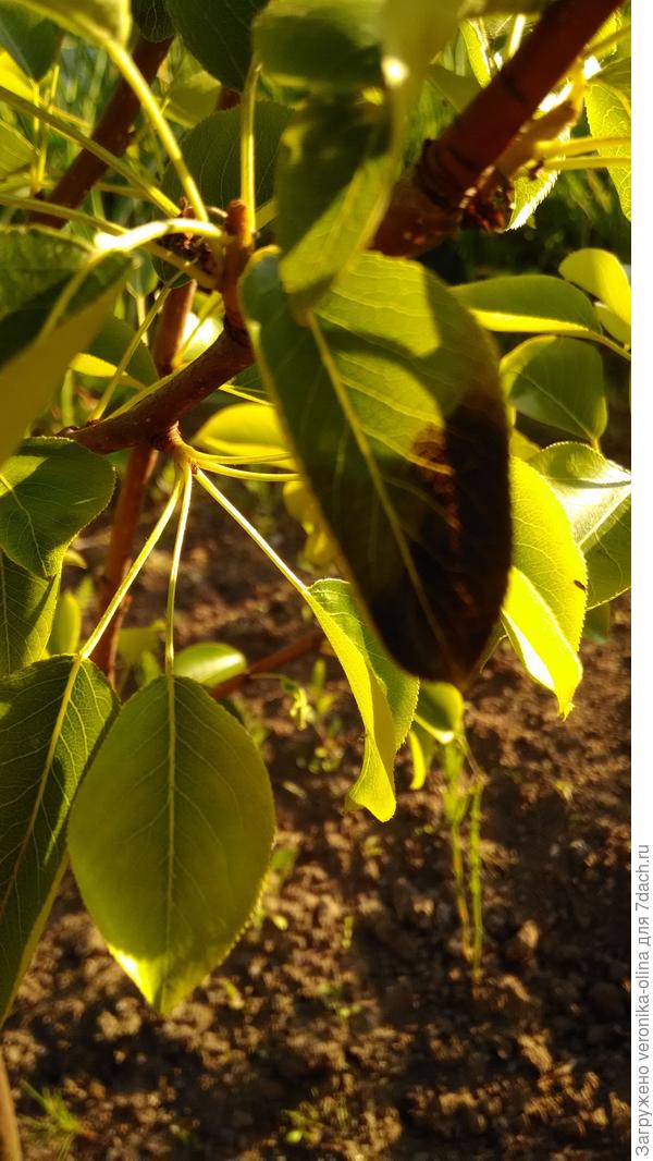 Листочки груши