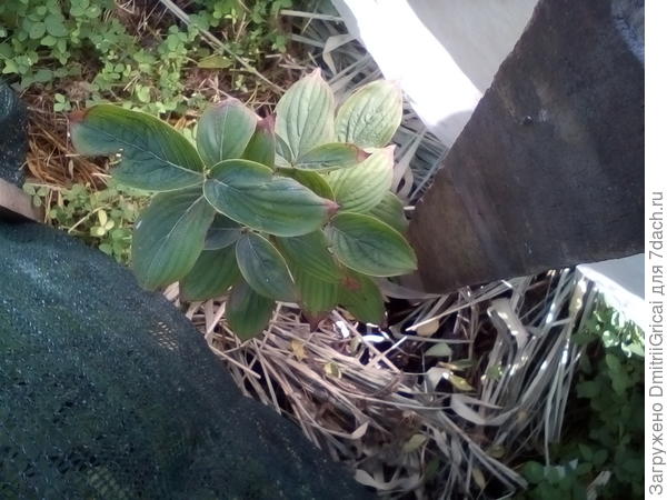 Кизил Артемий