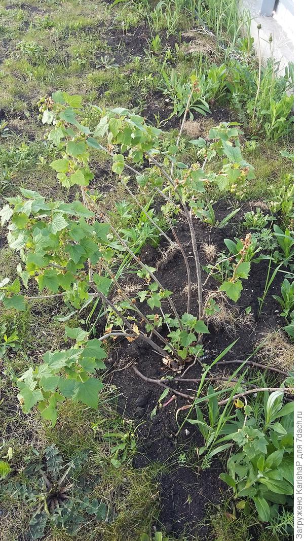 черная смородина