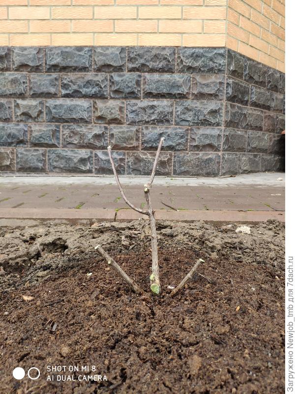 А это кустик после обрезки