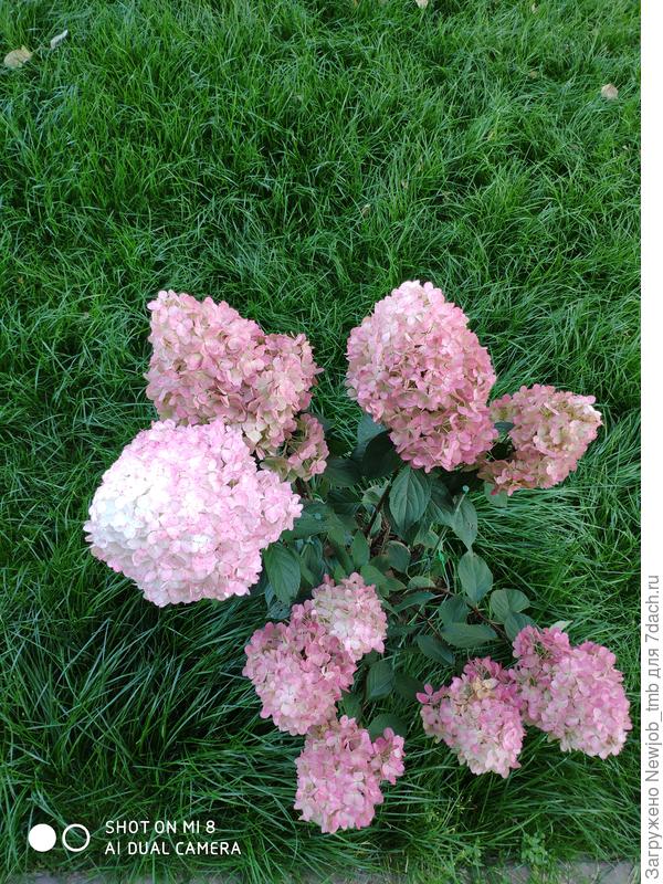 Нижние более мелкие соцветия, из рогатки, которую нужно было вырезать.