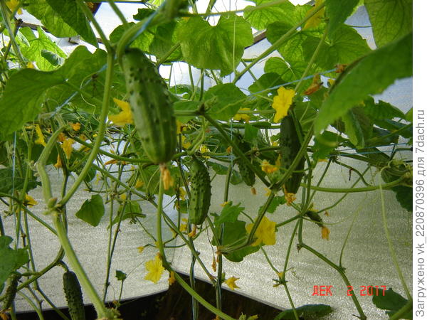 выращивали этой зимой