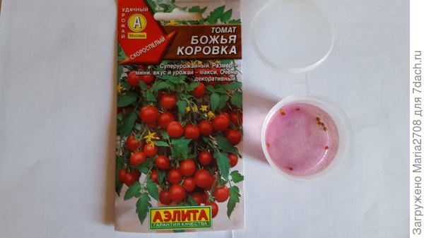 В марганцовке