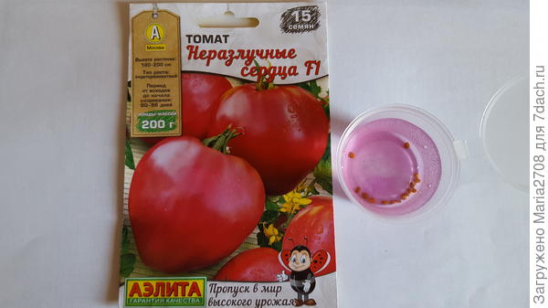 В марганцовке