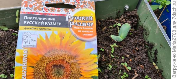 Всходы