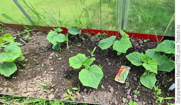 Пучковая семейка