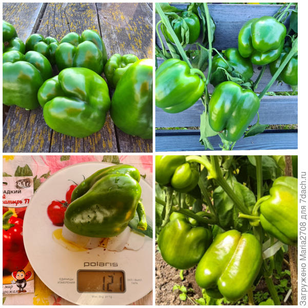 Сломанный куст