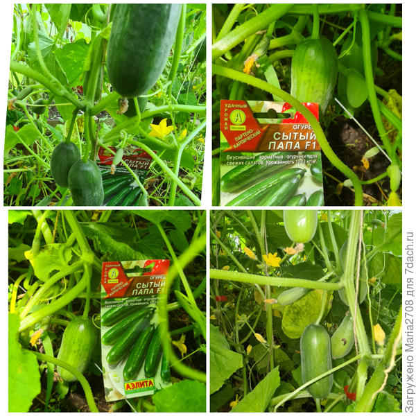 Плодоношение