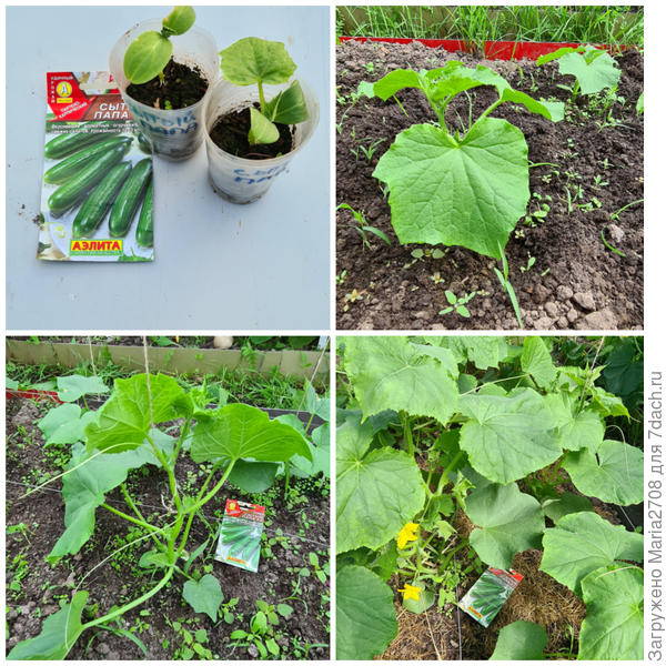 Первые этапы тестирования