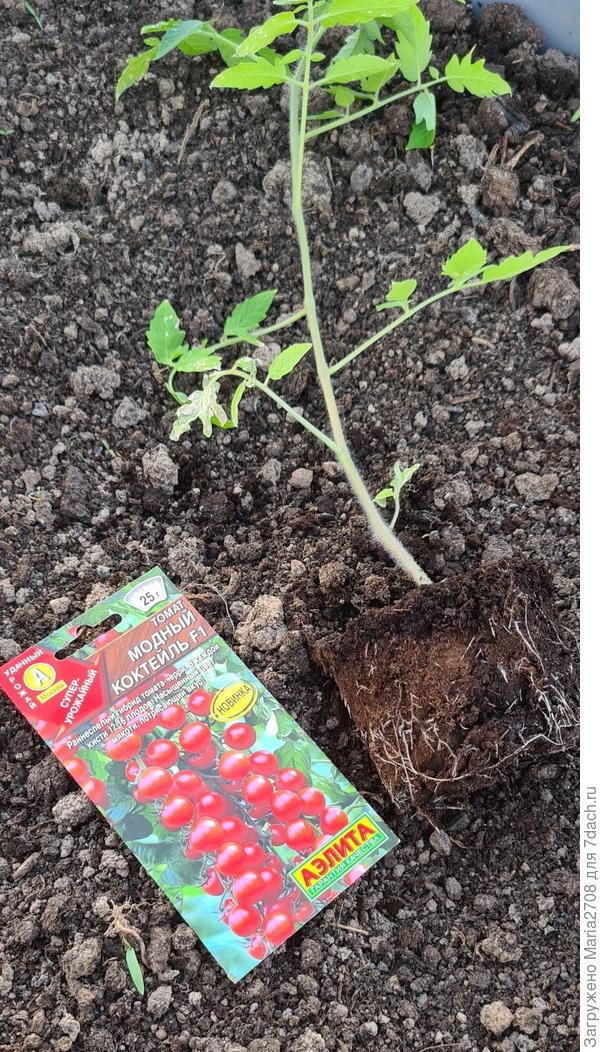 Корневая система Модный коктейль