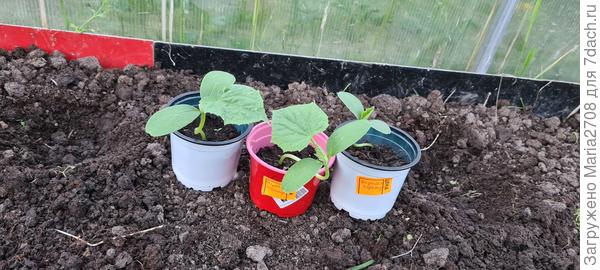 Вкусная гирлянда