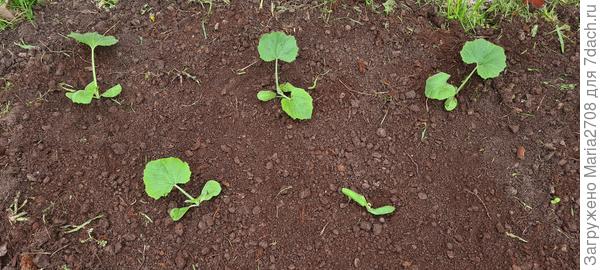 Тыква переселилась на постоянное место