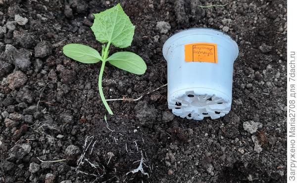 Вкусная гирлянда