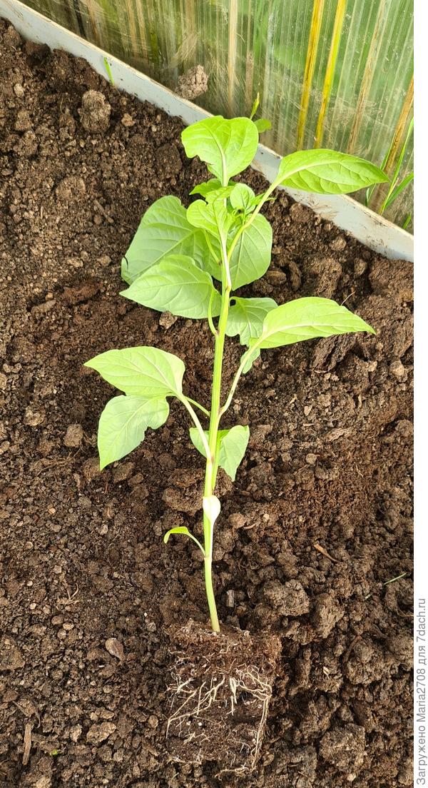 Корневая система