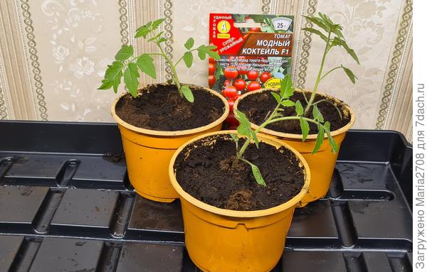 Модный коктейль