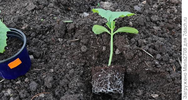 Друзья-приятели