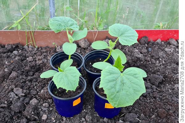 Друзья-приятели