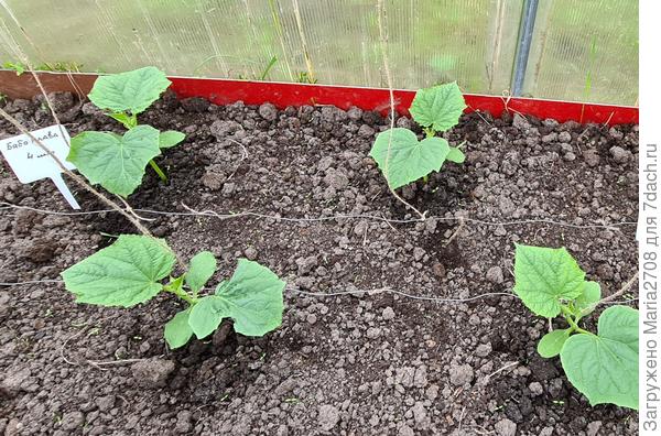 Огурцы Баба Клава