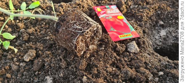 Корневая система Де Барао царский