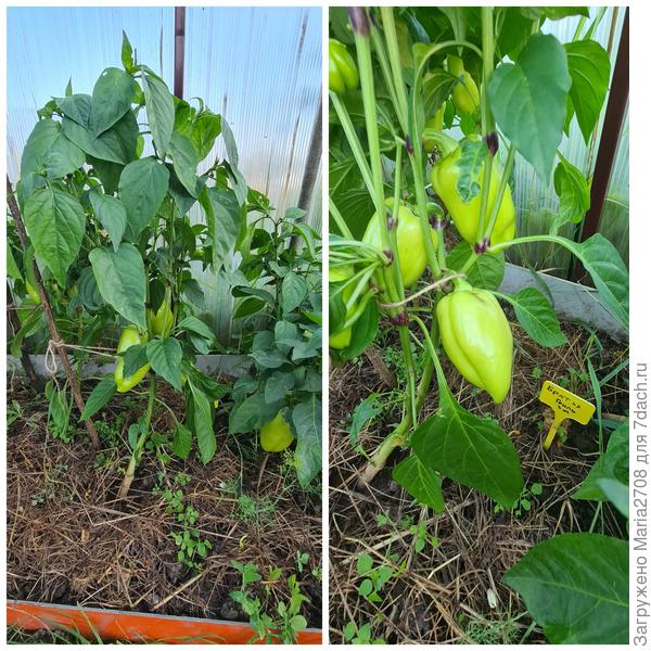 Перец 10 июля