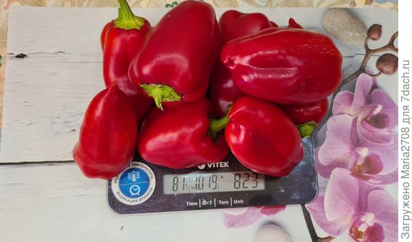 Первый сбор