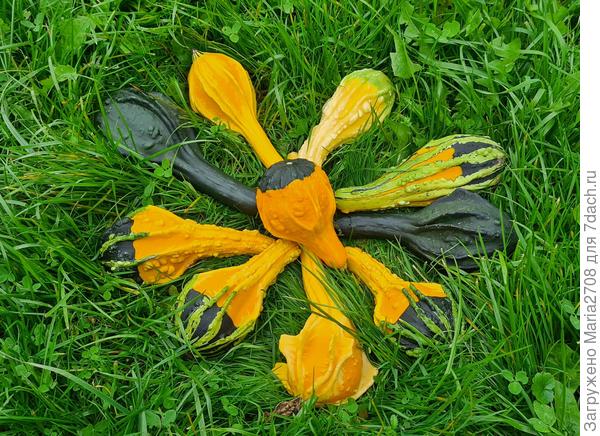 Декоративная тыква