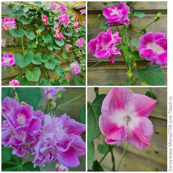 Шикарное цветение ипомеи