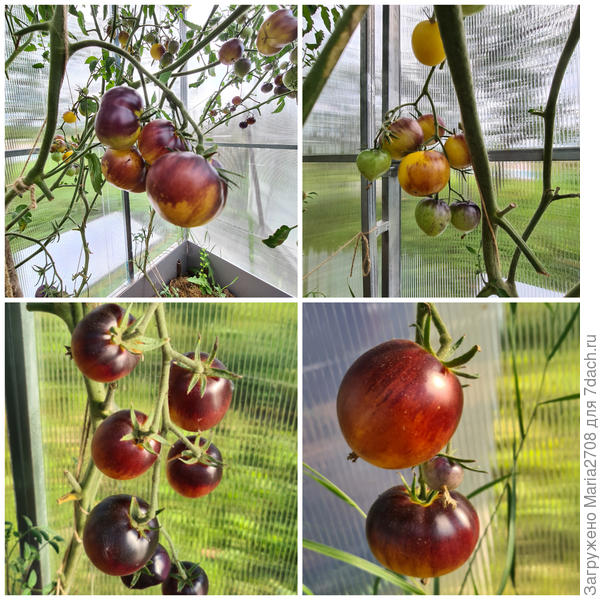 Черничный пломбир