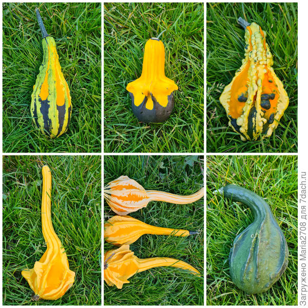 Разнообразие форм и расцветок