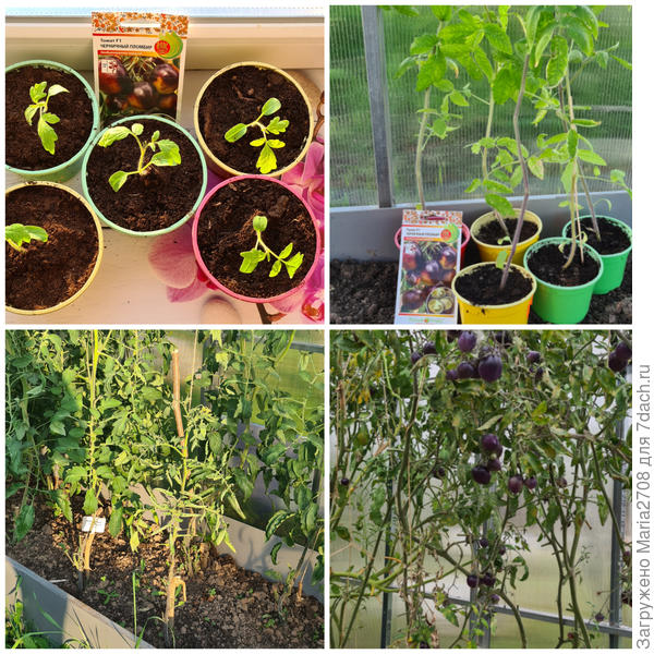 В ожидании томатов