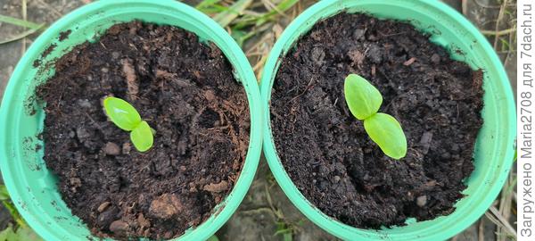 Первые всходы