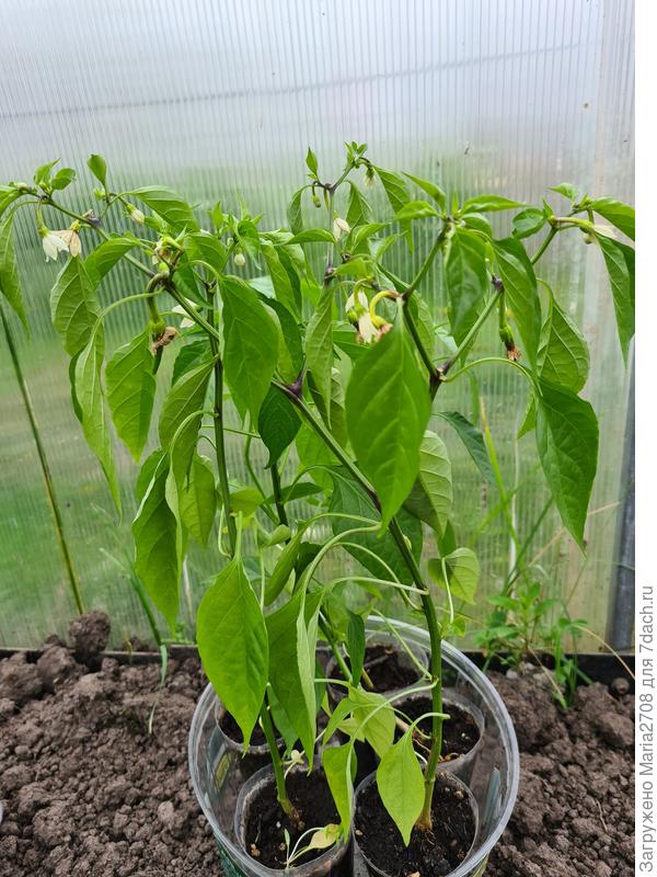 Перцы перед пересадкой