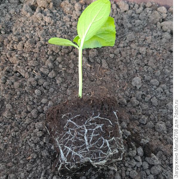 Корневая система