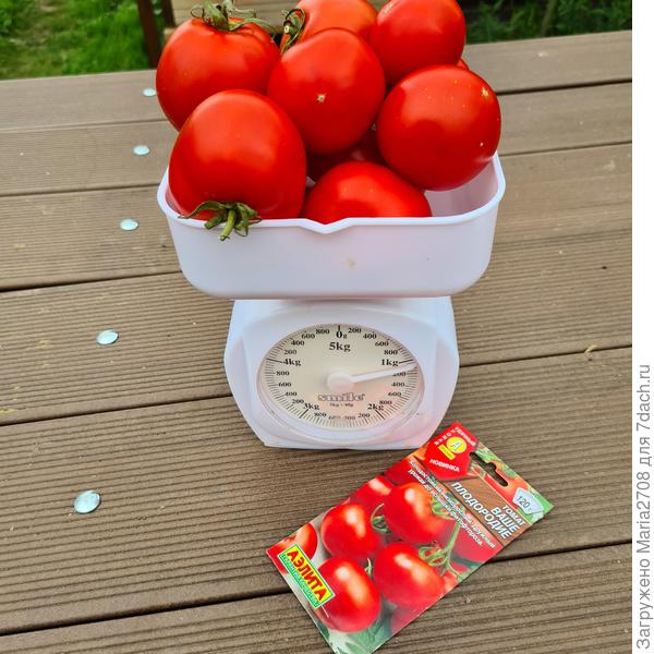 Сбор томатов