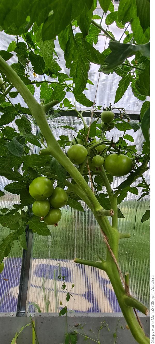 Ваше плодородие