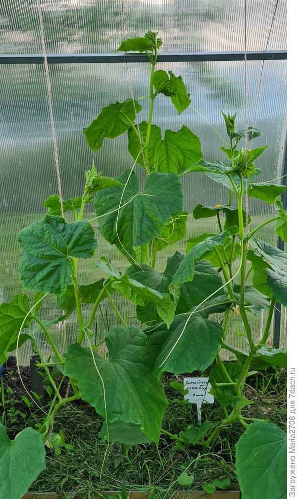 Первые завязи