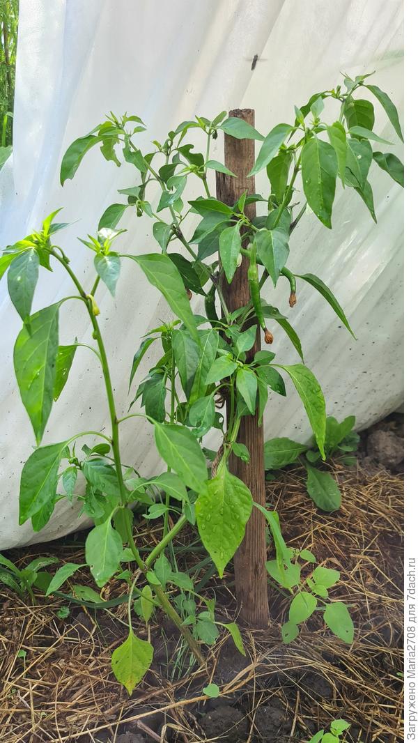 Перец 10 июля